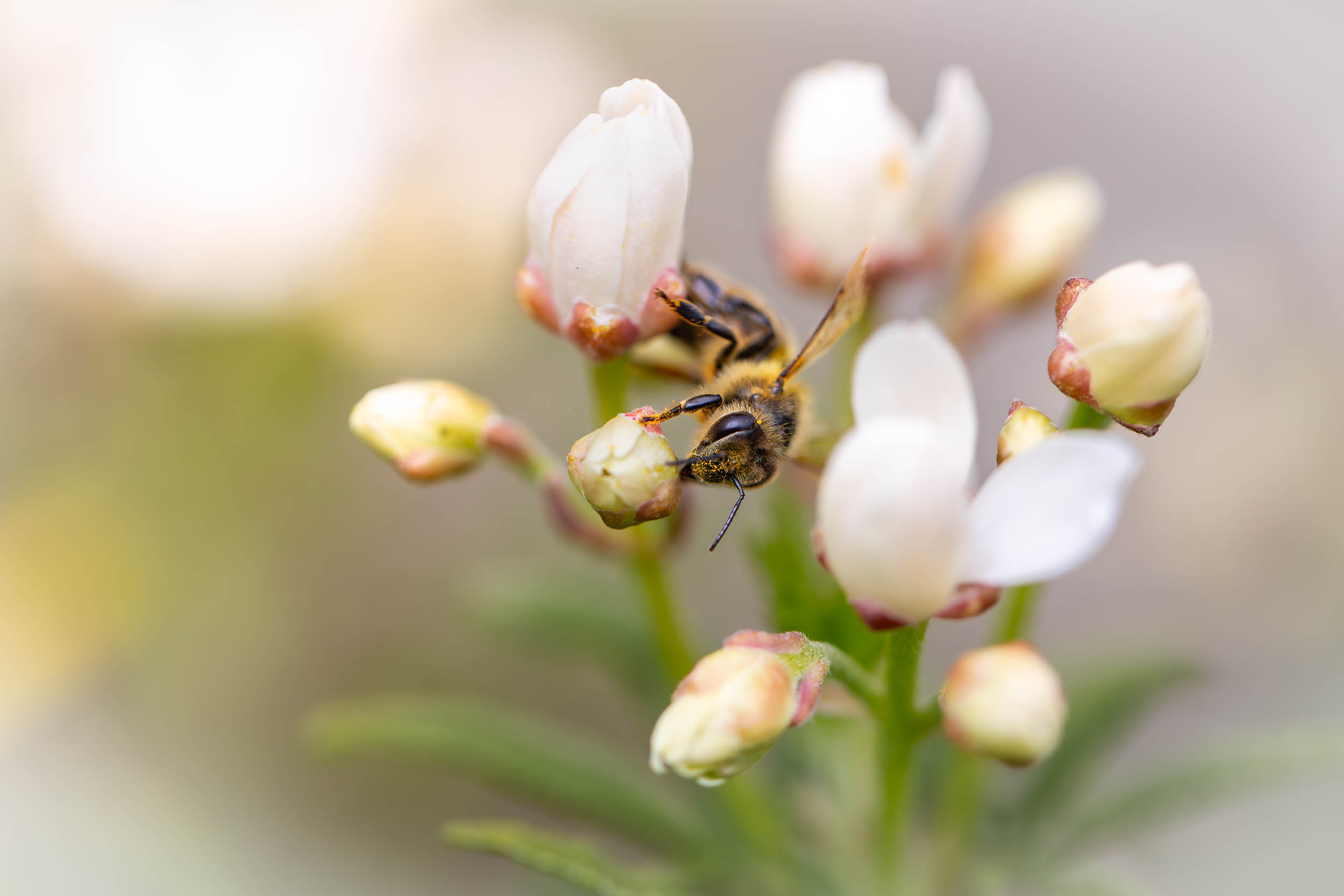 Honigbiene auf Orangenblüten