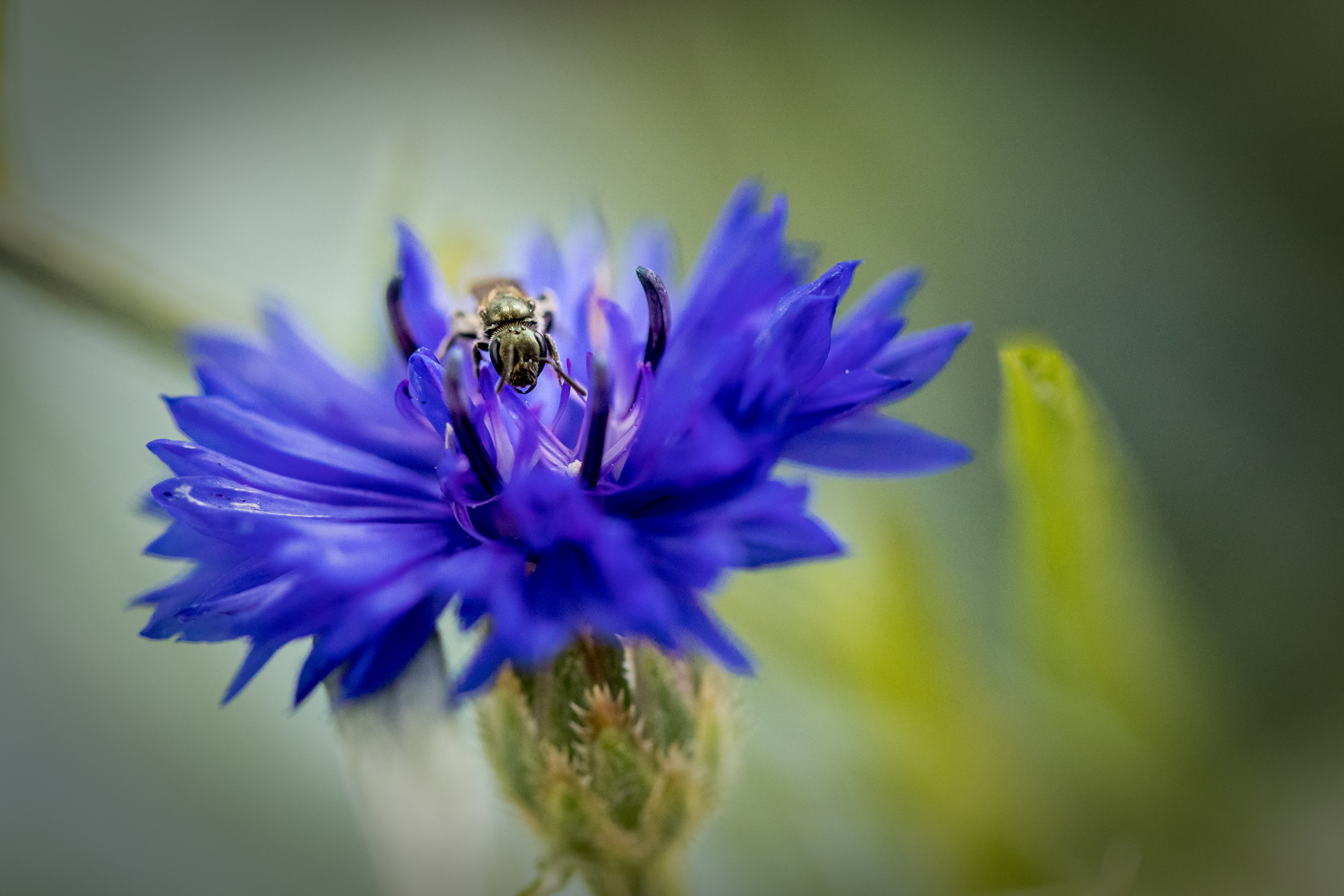Wildbiene auf Kornblume