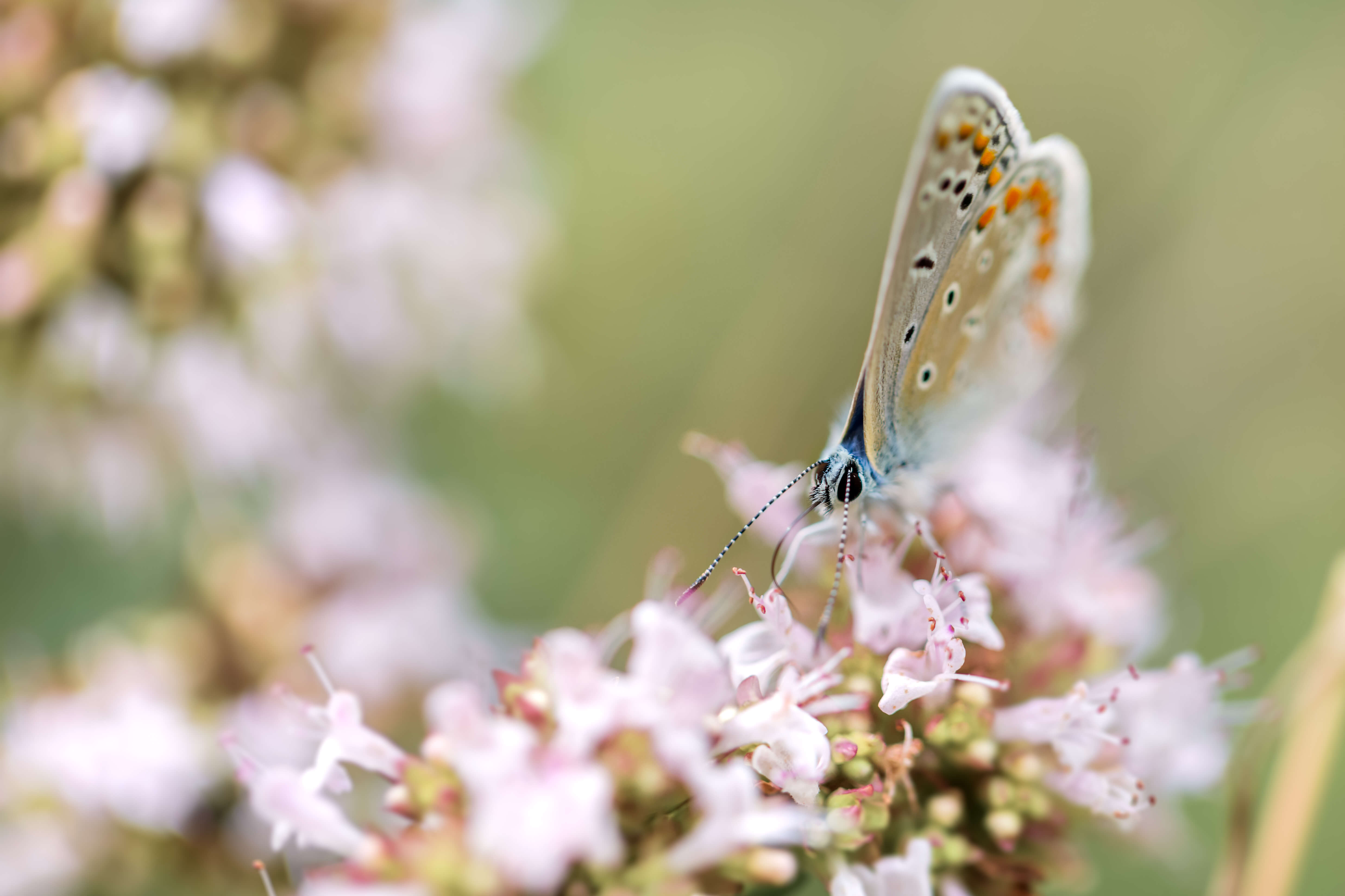 Ein Hauhechel bläuling auf einer Blume