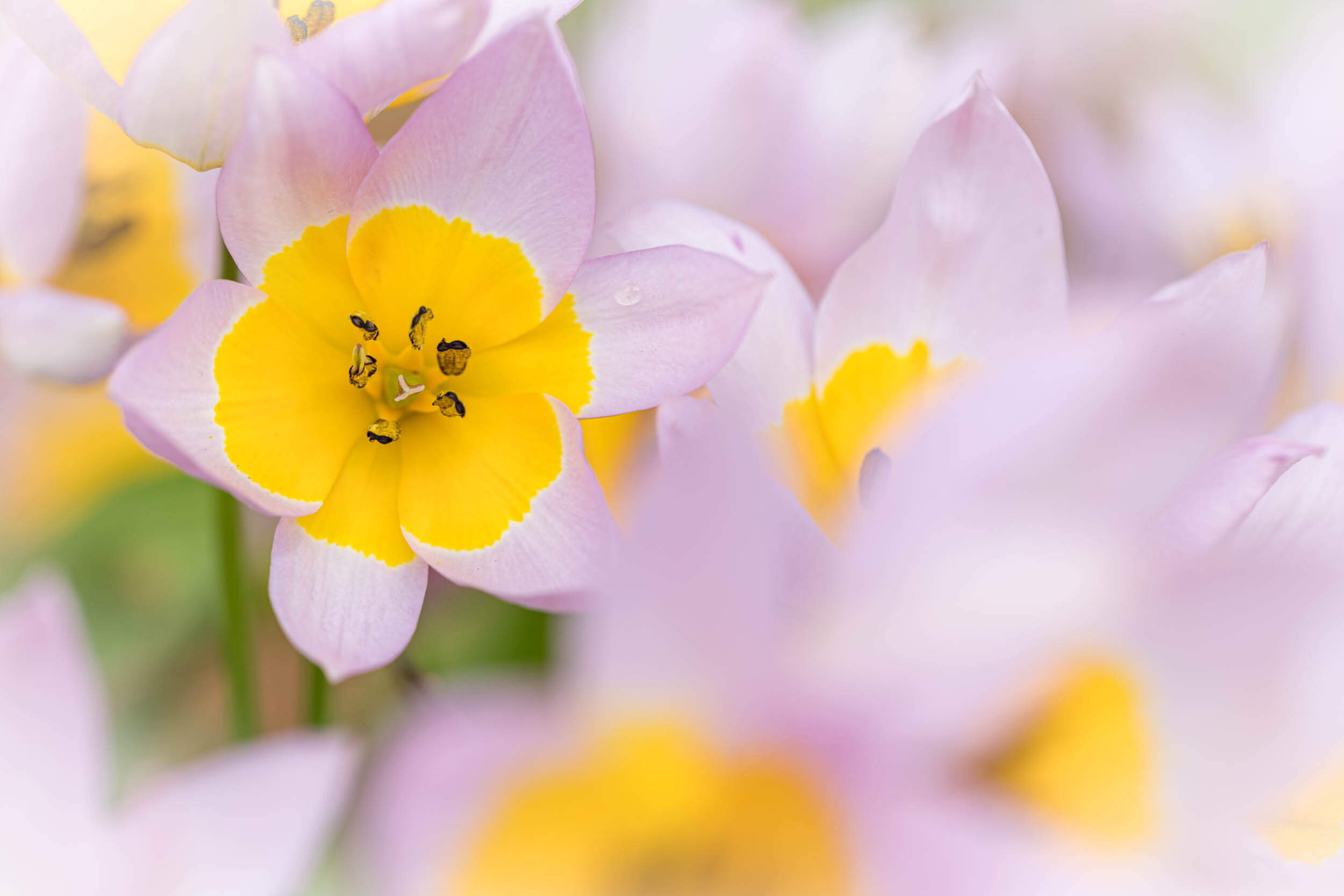 Makro aufnahme einer Wilden Tulpe